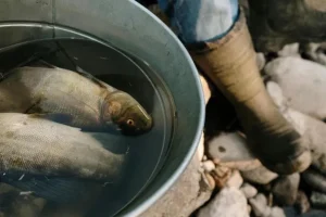 PRIMADONA AIR TAWAR: ANALISIS PELUANG BISNIS BUDIDAYA GURAME