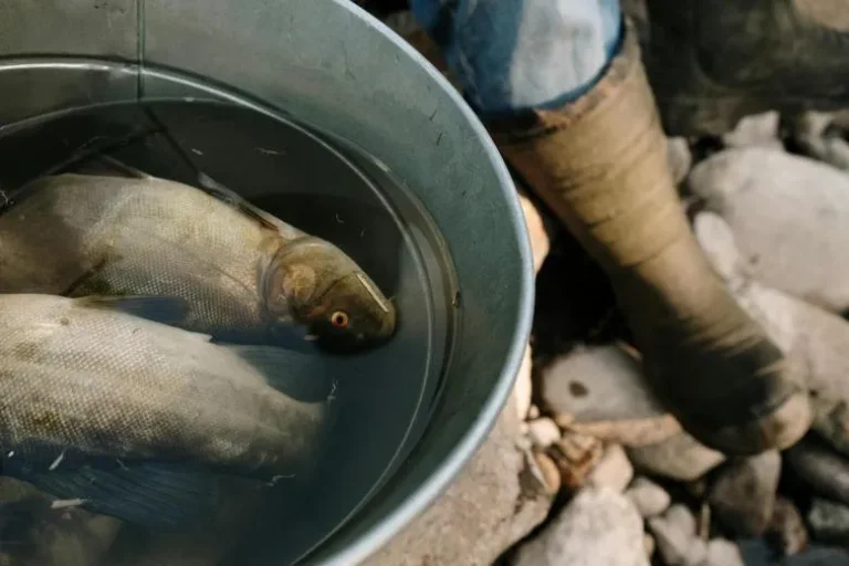 PRIMADONA AIR TAWAR: ANALISIS PELUANG BISNIS BUDIDAYA GURAME