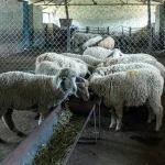 Cara Memilih Bibit Ternak Kambing dan Domba