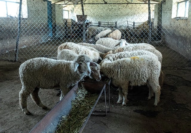 Cara Memilih Bibit Ternak Kambing dan Domba