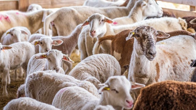 Langkah-langkah Sukses Ternak Kambing dan Domba