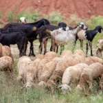 Peluang Untung dari Usaha Ternak Kambing