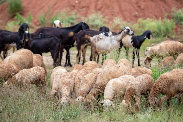 Peluang Untung dari Usaha Ternak Kambing