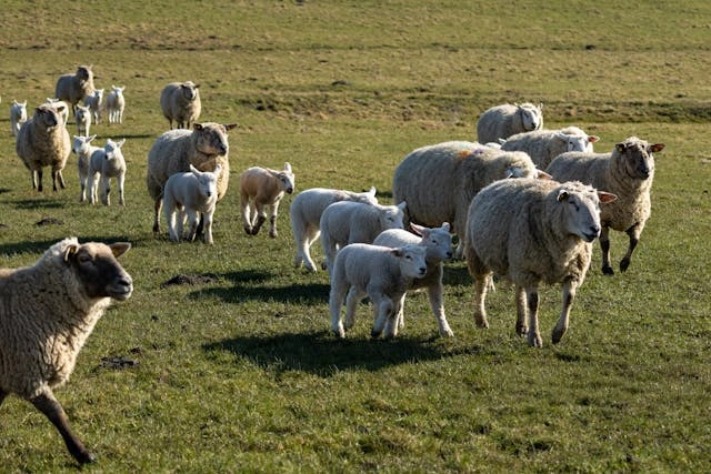 Prospek Bisnis Ternak Kambing dan Domba