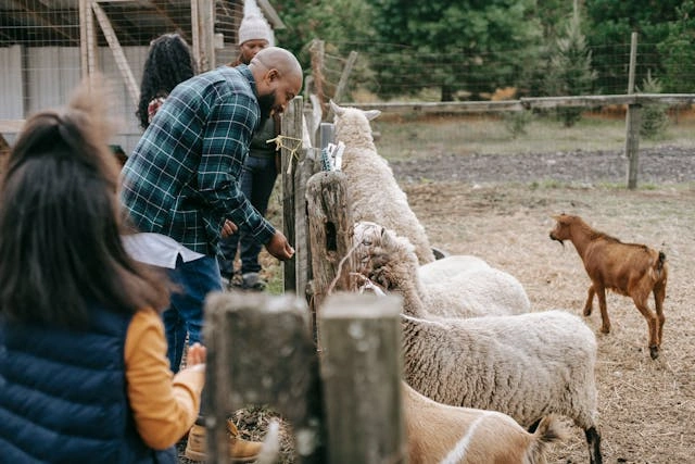 Tips Jitu Memulai Bisnis Ternak Kambing