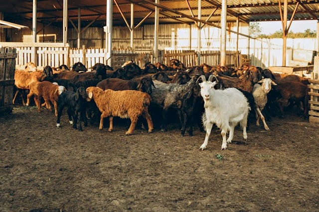 Tips Mengelola Usaha Ternak Kambing dan Domba